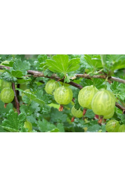 Аґрус середній Уайт Сміт